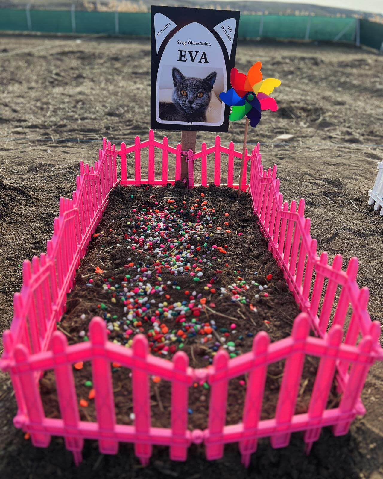 Eva isimli kedinin mezarlığı